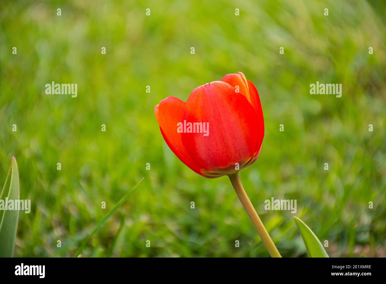 Close up view of red tulip in the garden during spring season in Patagonia, Argentina Stock Photo