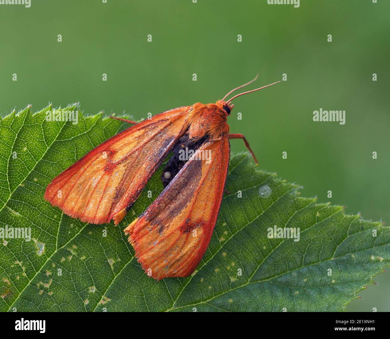 Clouded Buff moth (Diacrisia sannio) showing that it has been predated or attacked. Tipperary, Ireland Stock Photo