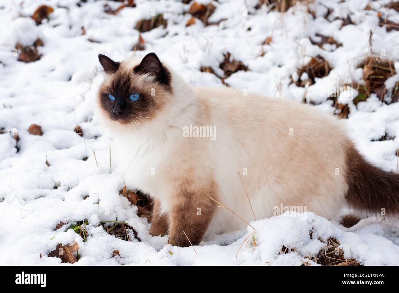A seal point Birman cat, 4 year old cat, male with blue eyes is walking in  garden in winter time in the snow Stock Photo - Alamy
