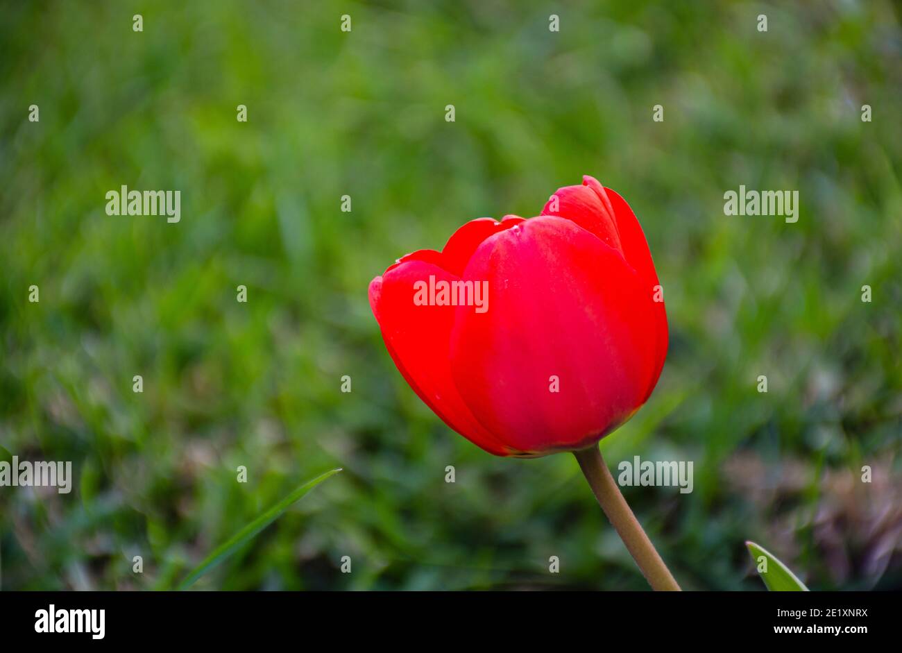 Close up view of red tulip in the garden during spring season in Patagonia, Argentina Stock Photo