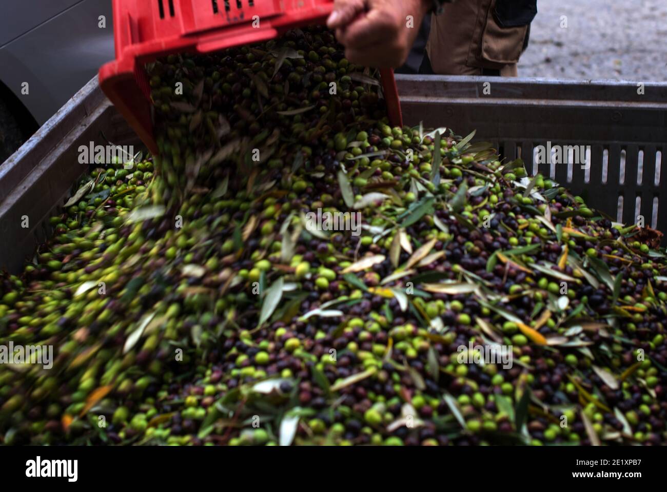 OLIVES PICKING LIGURIA ITALY Stock Photo Alamy