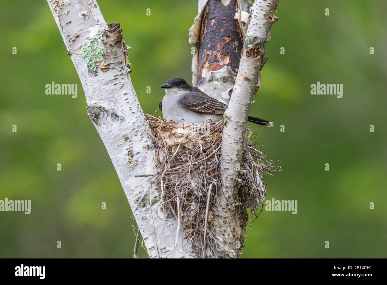 Eastern king bird nest hires stock photography and images Alamy