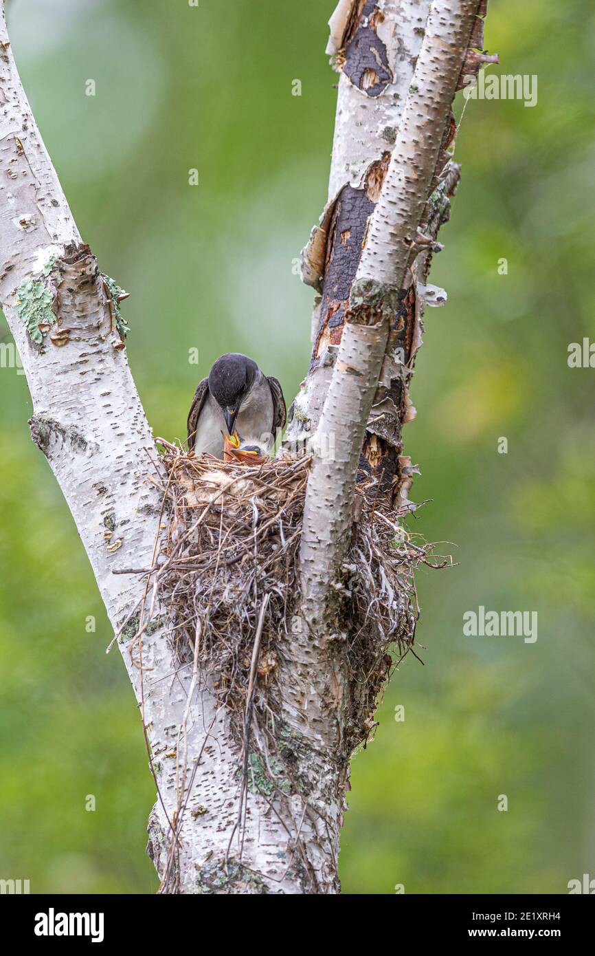 Nesting kingbirds hires stock photography and images Alamy