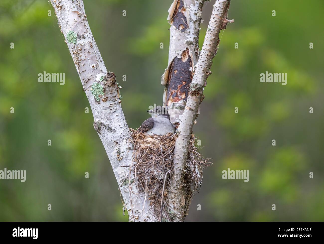 Eastern kingbird sitting on nest in northern Wisconsin Stock Photo Alamy