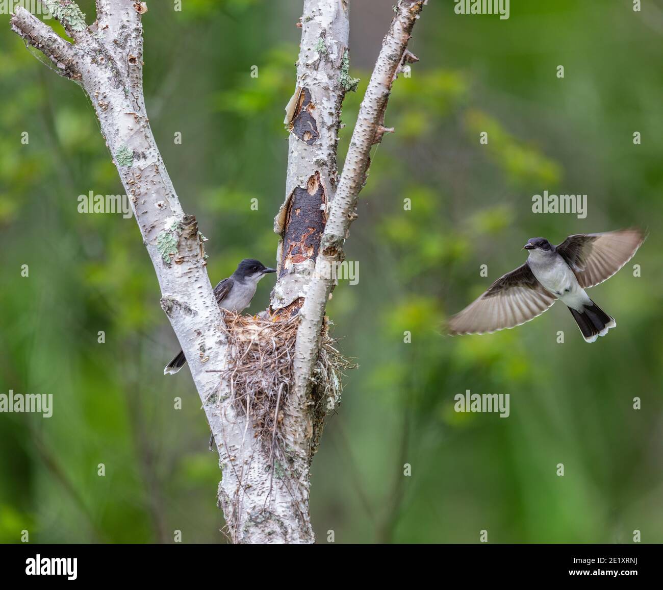 Kingbird flying to the nest hires stock photography and images Alamy