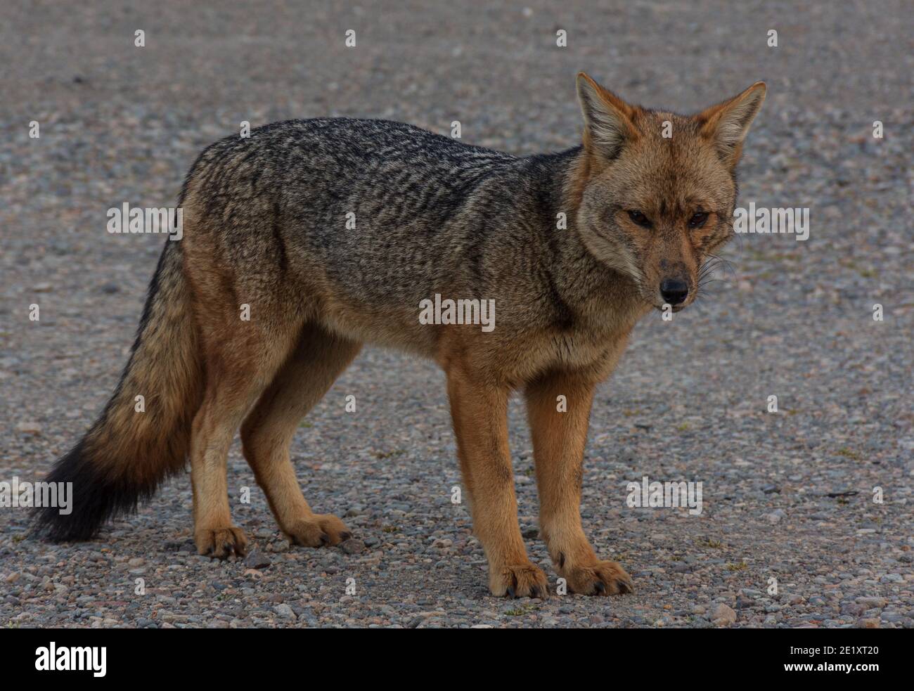 Grey wolf tail up hi-res stock photography and images - Alamy