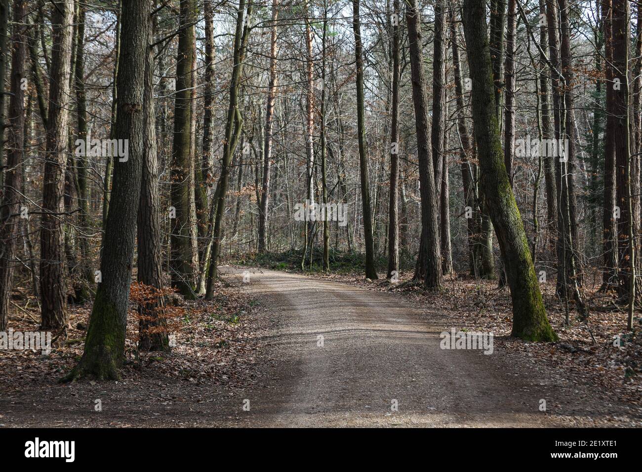 Walking pathway landscape through a beautiful forest in winter at Cologne Germany. Stock Photo