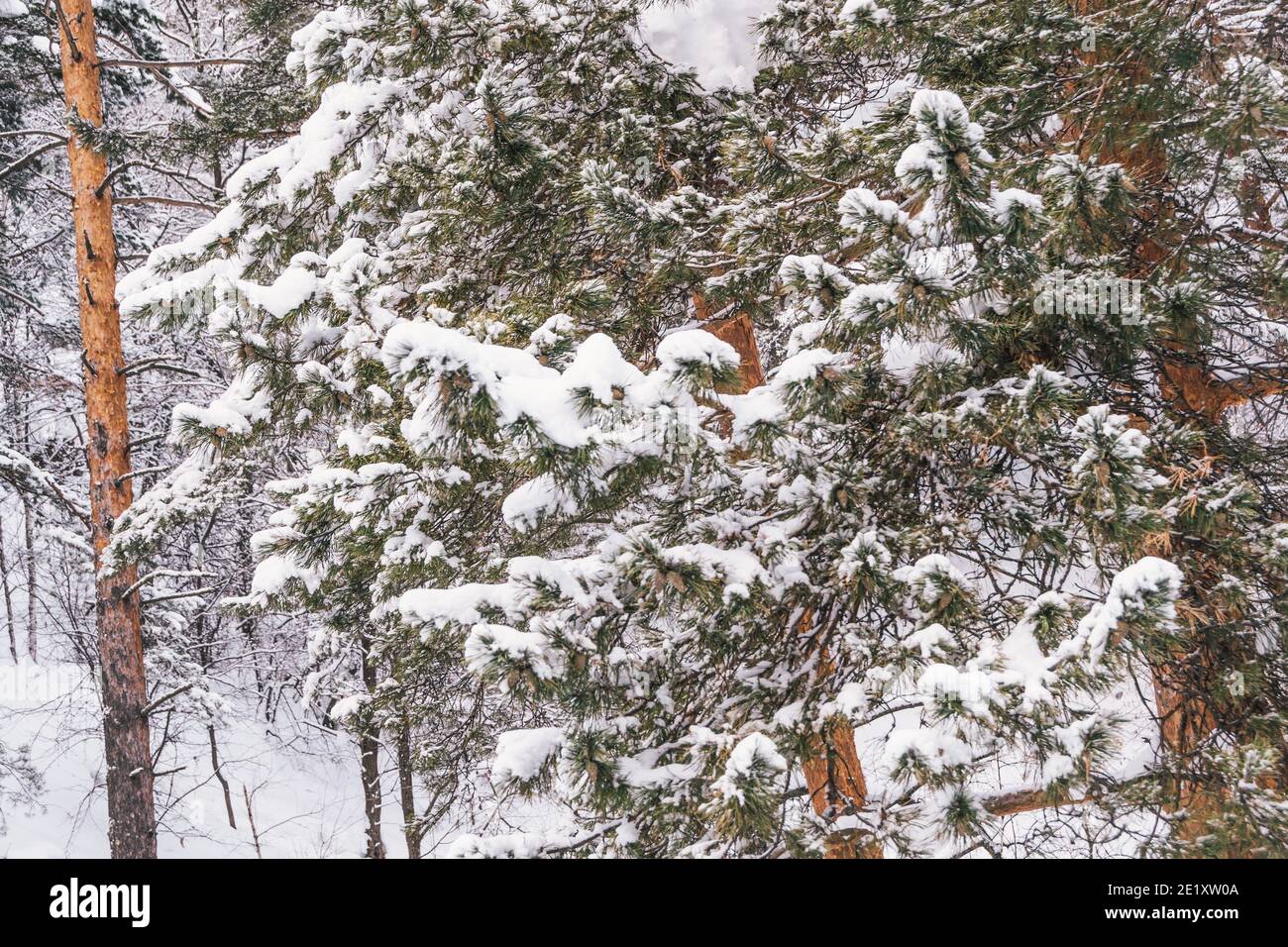 Pine forest on frosty day. Branches of trees are covered with frost and ...