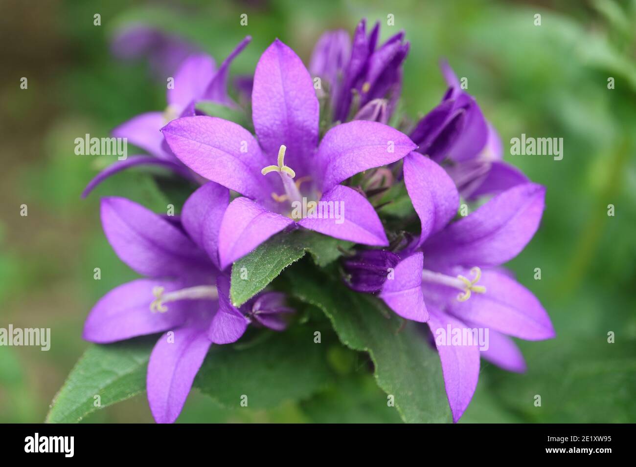 Purple Bell flowers in the garden, Purple Campanula Glomerata, Purple Bell flowers macro, Beauty in nature, macro photography, stock image Stock Photo