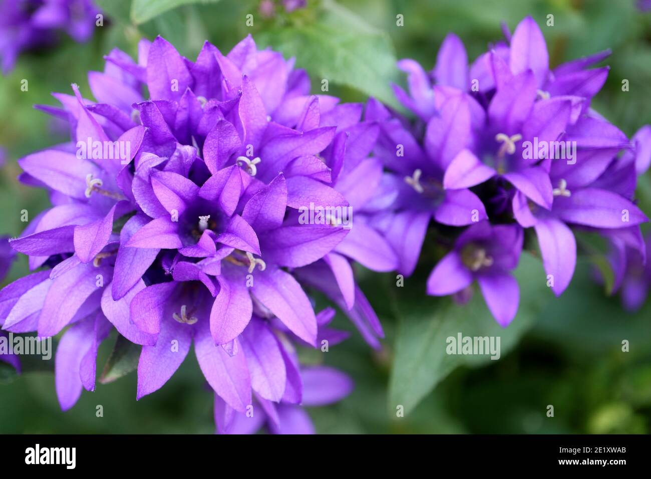 Purple Bell flower in the garden, Purple Campanula Glomerata, Purple Bell flower macro, Purple Bell Flower with green leaves ,Beauty in nature, stock Stock Photo