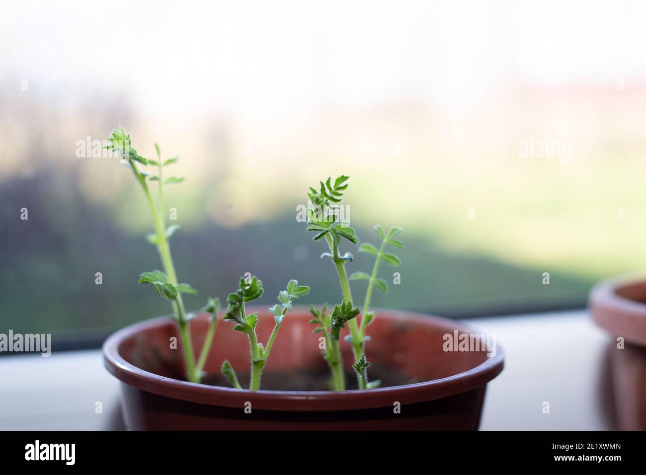 Chickpea sprouts in a pot. Growing plants at home. Stock Photo