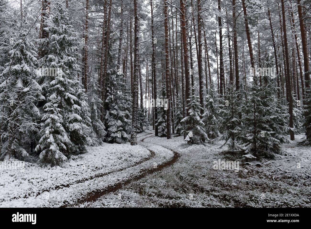 Forest road in winter Stock Photo