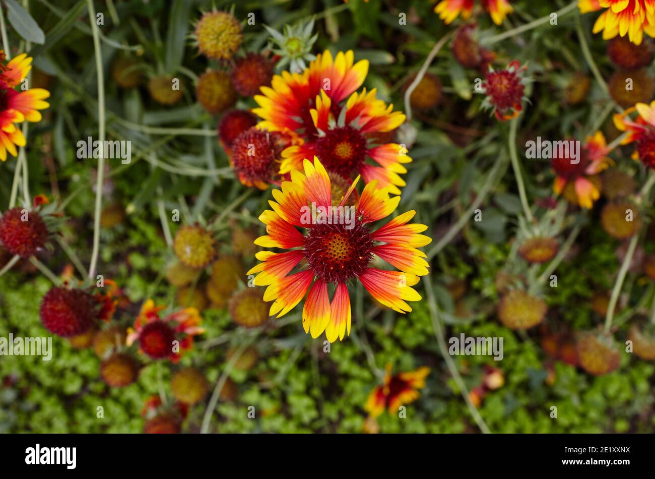 A wonderful bright red Gaillardia flower or blanketflower (Gaillardia aristata or pulchella)  with yellow details on the petals. Selective focus, blur Stock Photo