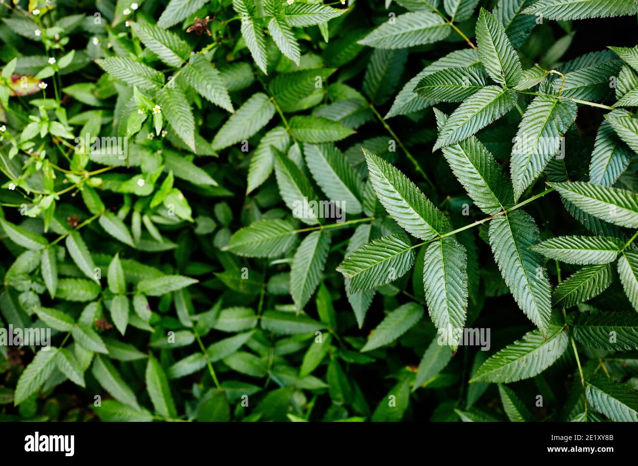 Abstract image of Rubus rosaefolius Miao miao leaves in the garden. Roseleaf raspberry (hybrid of raspberry and strawberry) Stock Photo