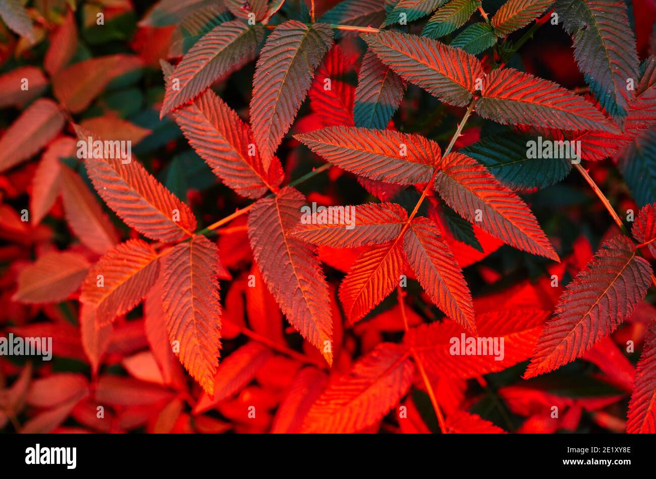 Abstract image of Rubus rosaefolius Miao miao leaves in the garden. Roseleaf raspberry (hybrid of raspberry and strawberry) Stock Photo