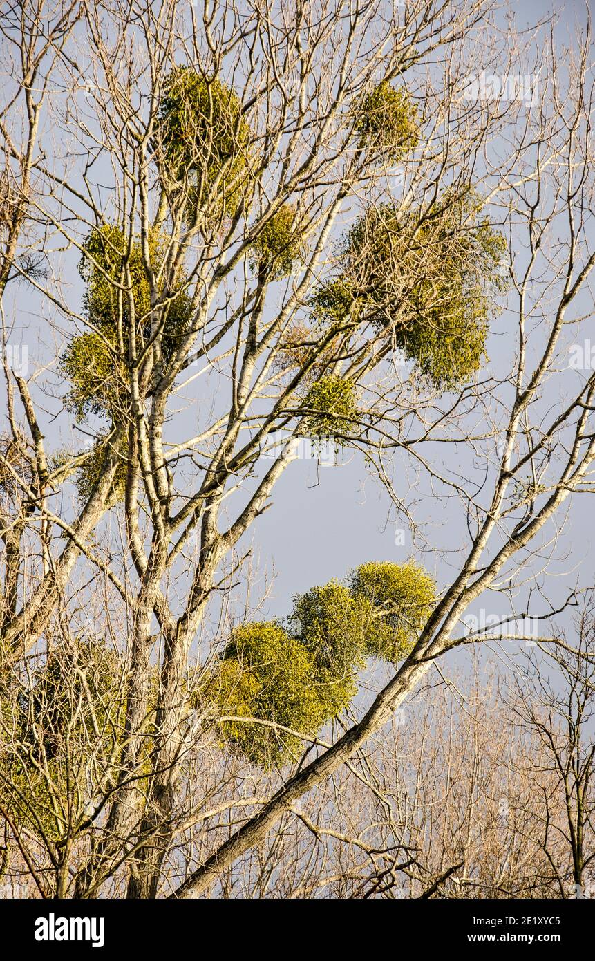 Several bushes of mistletoe growing on the branches of poplar trees in the dunes near Oostvoorne, The Netherlands Stock Photo