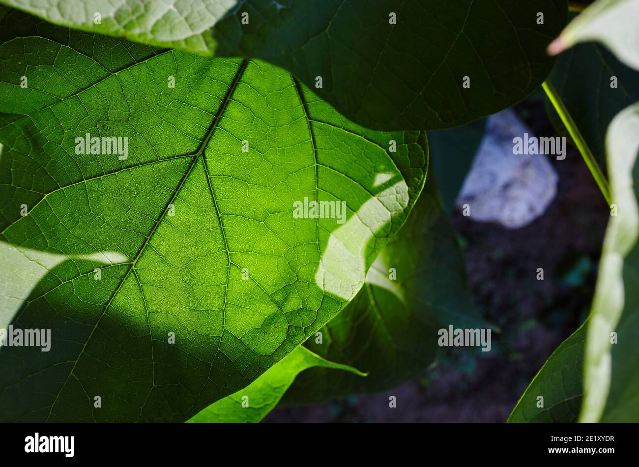 Abstract image of Catalpa leaves in the garden. Selective focus, blurred background. Family name Bignoniaceae, Scientific name Catalpa Stock Photo