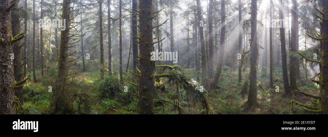 Huge Redwood trees, Sequoia sempervirens, thrive in a coastal forest in
