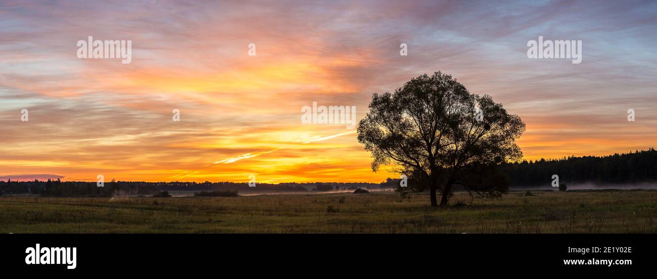 Beautiful sunrise over green field and single tree in a summer morning ...