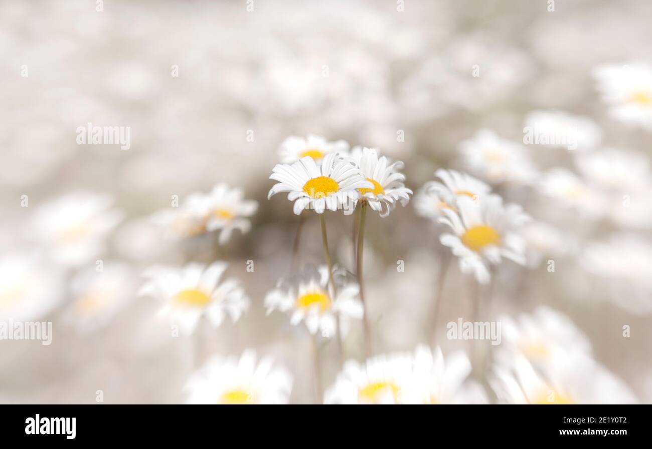 LB00237-00....WASHINGTON - English Daisy flowers, Lensbaby Sweet Spot 50. Stock Photo