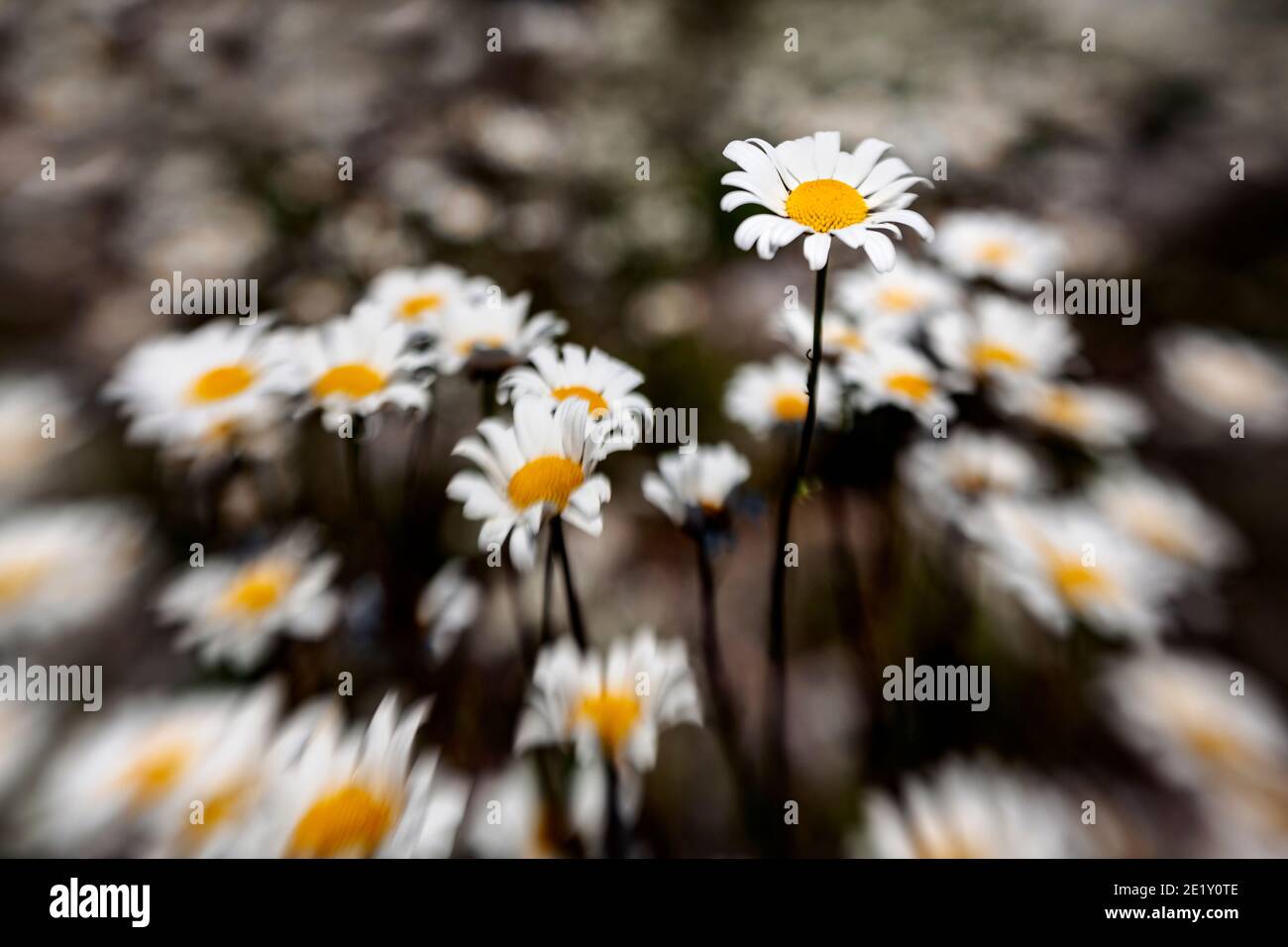 LB00238-00....WASHINGTON - English Daisy flowers, Lensbaby Sweet Spot 50. Stock Photo