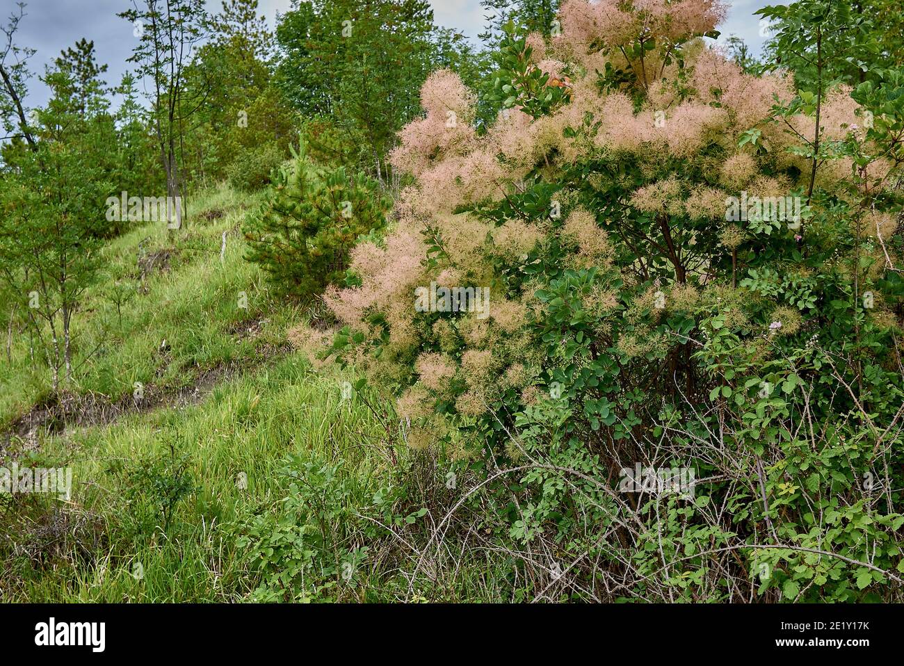 Smoke tree cotinus coggygria inflorescence hi-res stock photography and ...