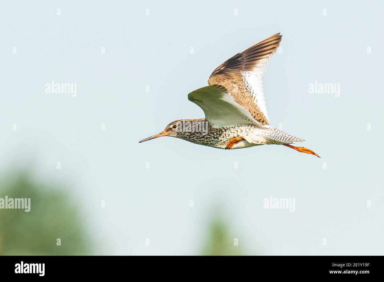 Beautiful common redshank tringa totanus bird flying.  These Eurasian wader birds are common breeders in the agraric grassland of the Netherlands. Stock Photo