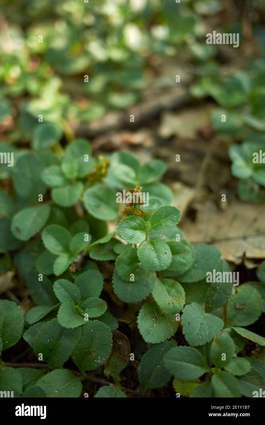 Veronica officinalis fresh plants Stock Photo