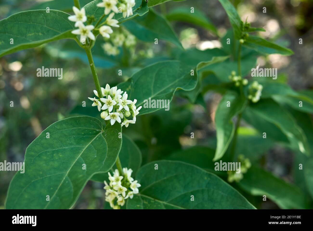 Vincetoxicum hirundinaria plant in bloom Stock Photo