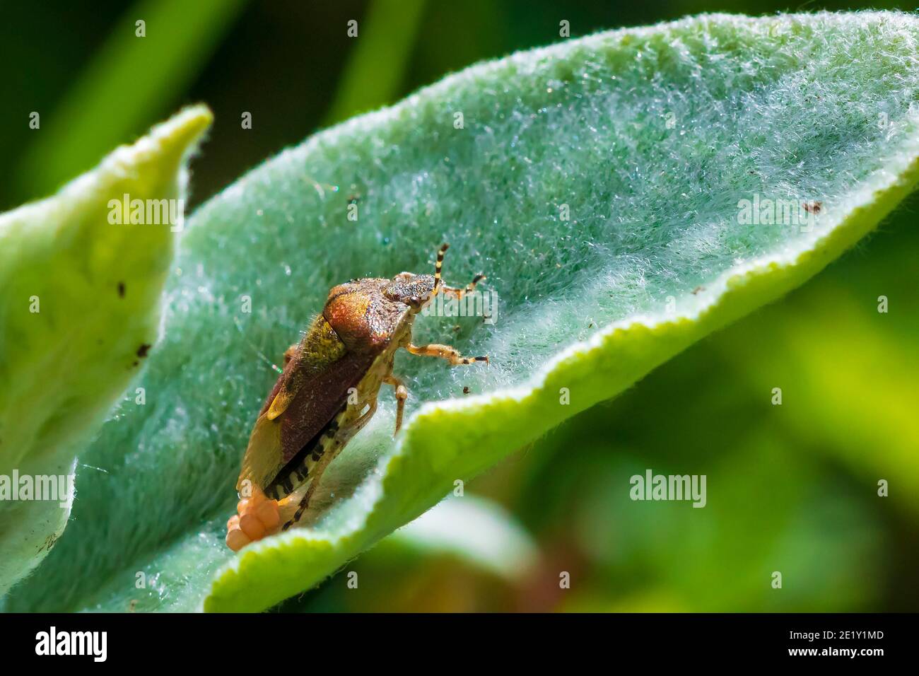 Closeup of a Sloe Bug insect, Dolycoris baccarum, laying eggs in vegetation. Stock Photo