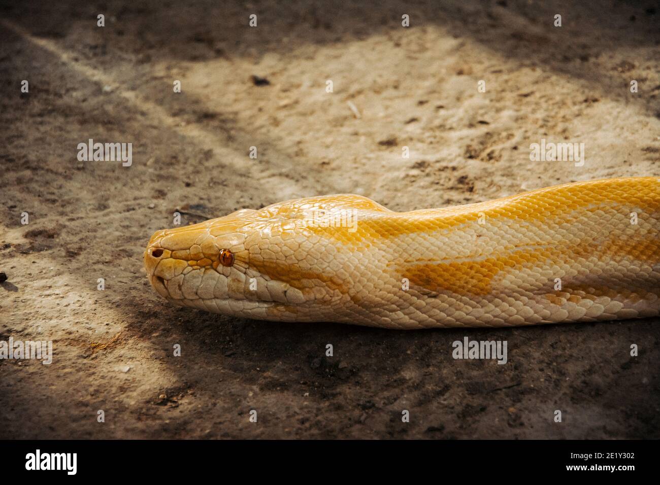 Head of an albino phyton snake moving across the ground Stock Photo