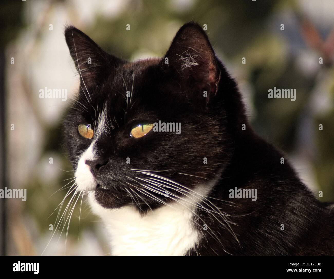 Black and White Domestic Cat Stock Photo Alamy