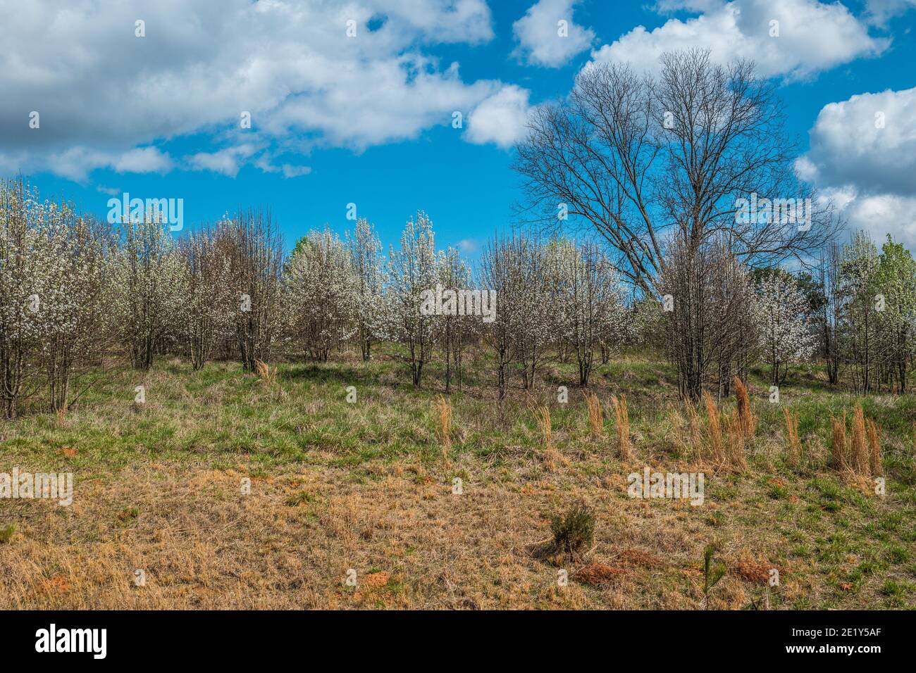 An open field with white flowering trees in a row blooming in early spring surrounded by tall grasses on a sunny day Stock Photo
