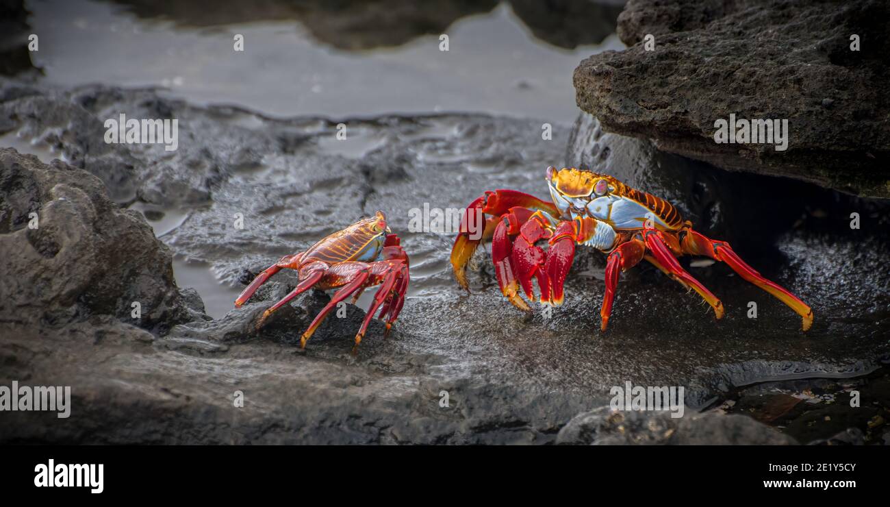 Brilliantly colored adult sally lightfoot crab (Grapsus grapsus) on the rocks of the Galapagos Islands face to face with a juvenile. Stock Photo