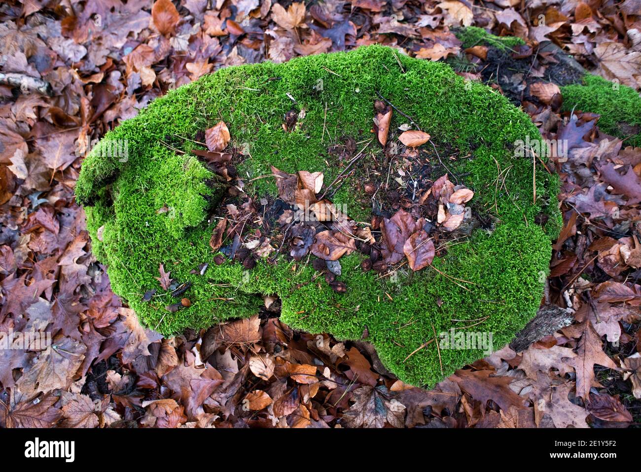 Moss on a tree in the fall forest. Selective focus. Stock Photo