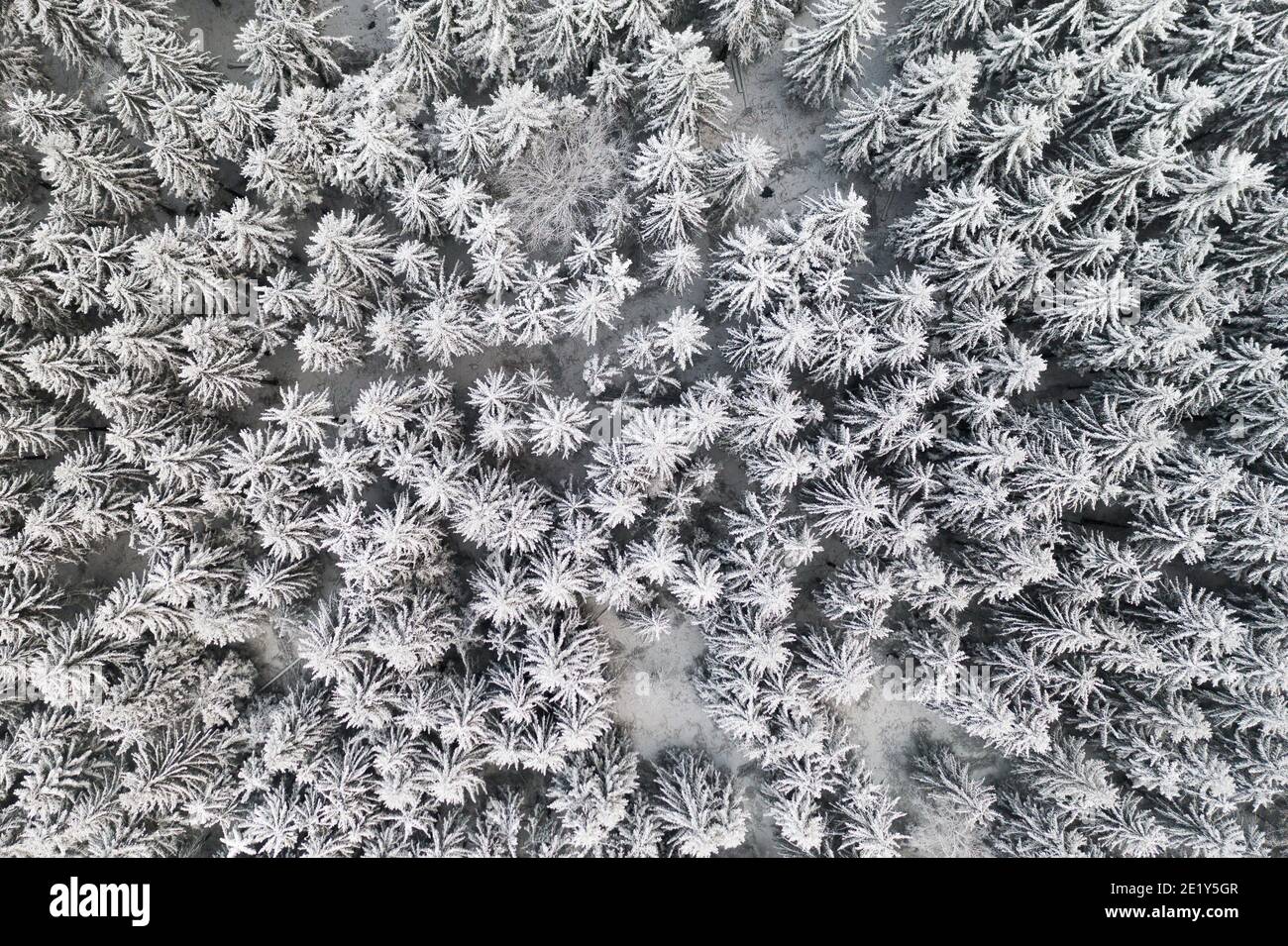 Frozen pine snowy forest in winter. Aerial view of fir trees covered ...