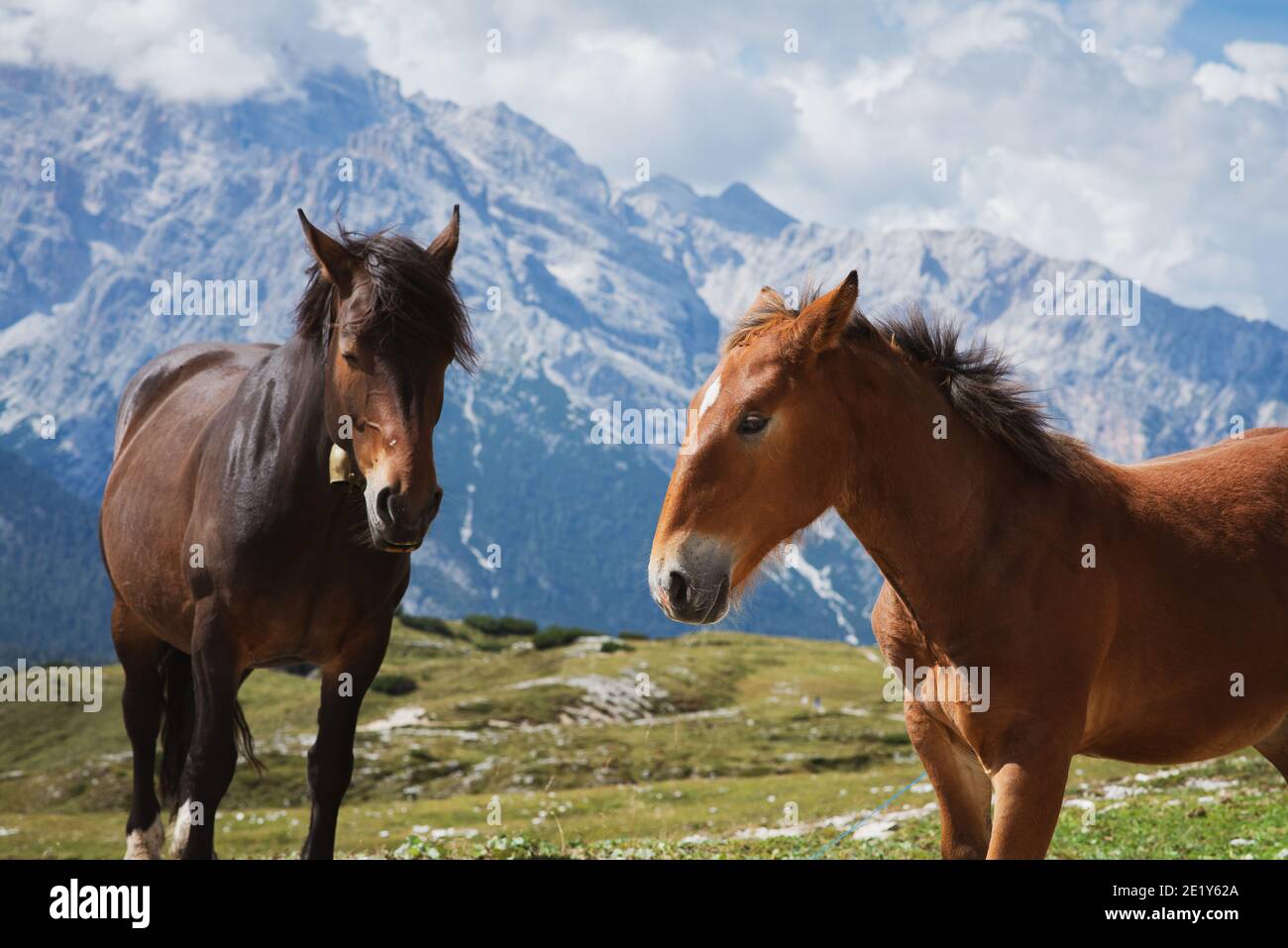 Portrait of horses in the mountains Stock Photo