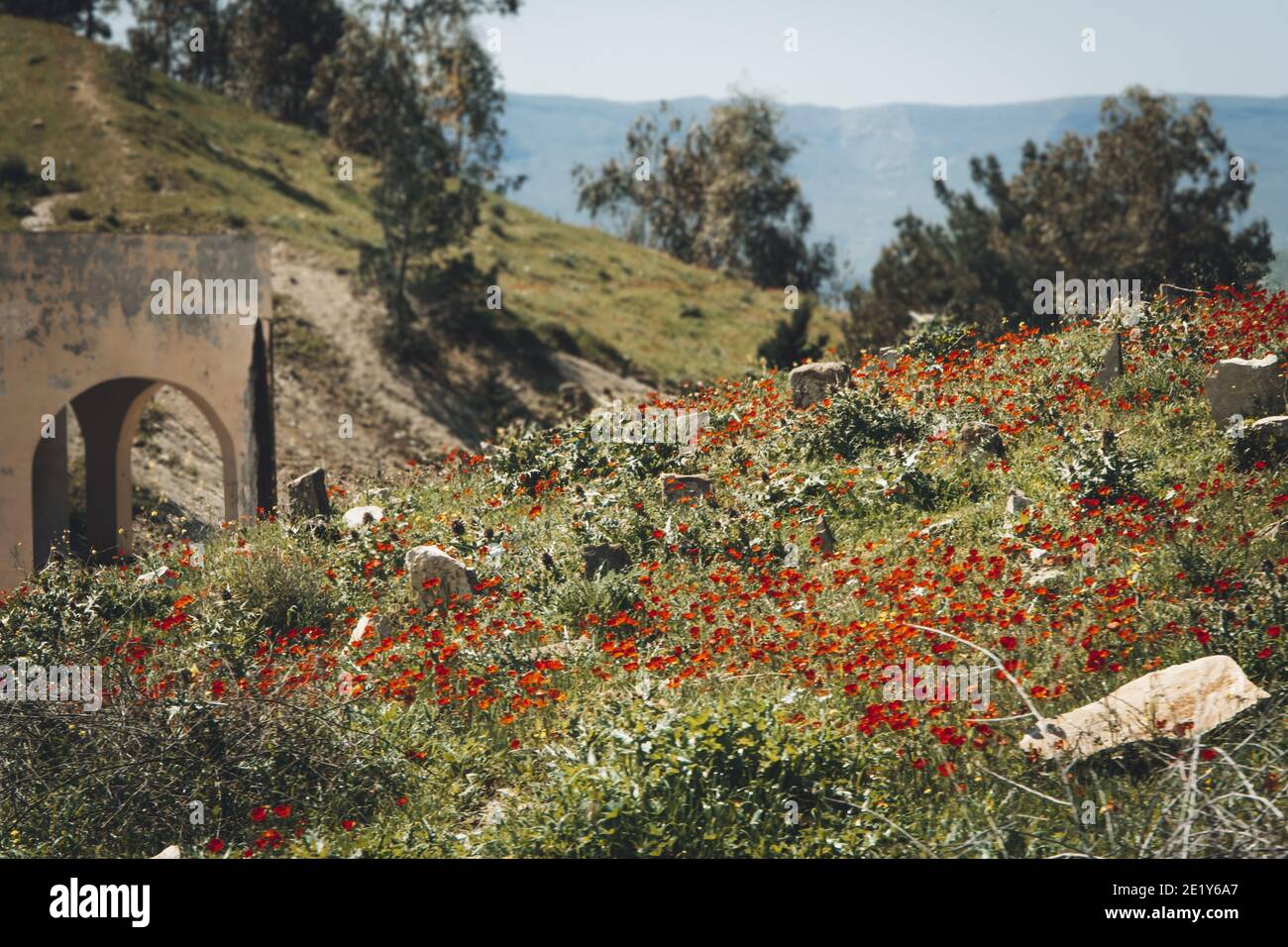 Beautiful red poppy field in Kurdistan Iraq  Stock Photo