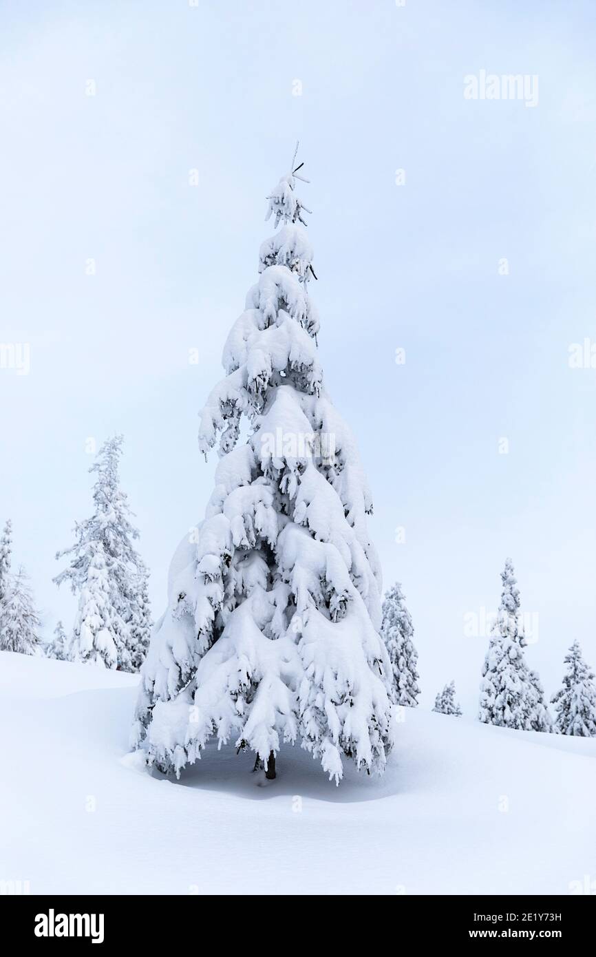 Beautiful snow covered pine tree in winter landscape Stock Photo
