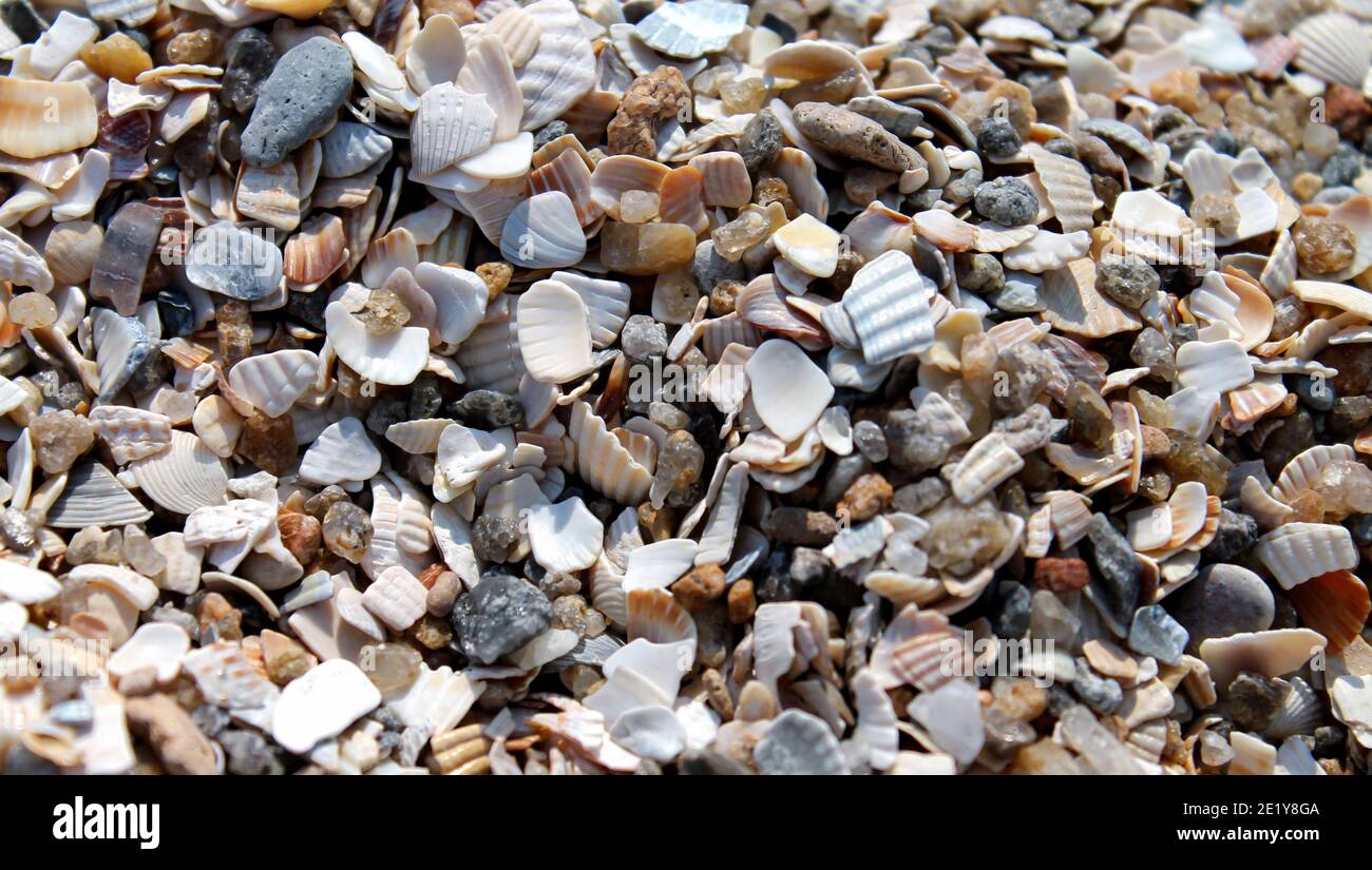 A lot of shells and stones on sand beach background close-up. Selective focus Stock Photo