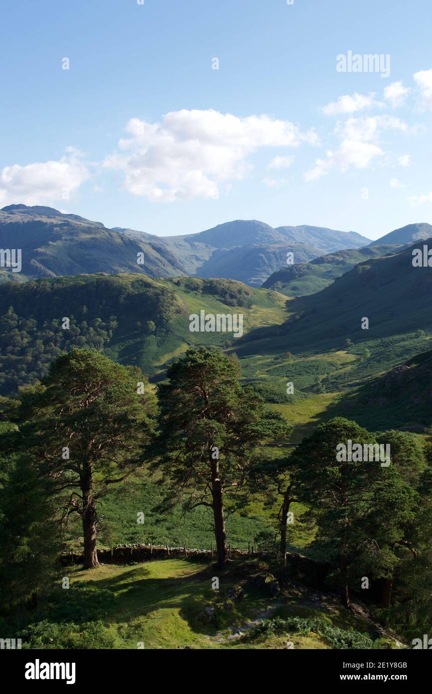 A gorgeous view up the Borrowdale valley in the English Lake District in summer. Green bracken and grass over rolling fells (hills); tall craggy mount Stock Photo
