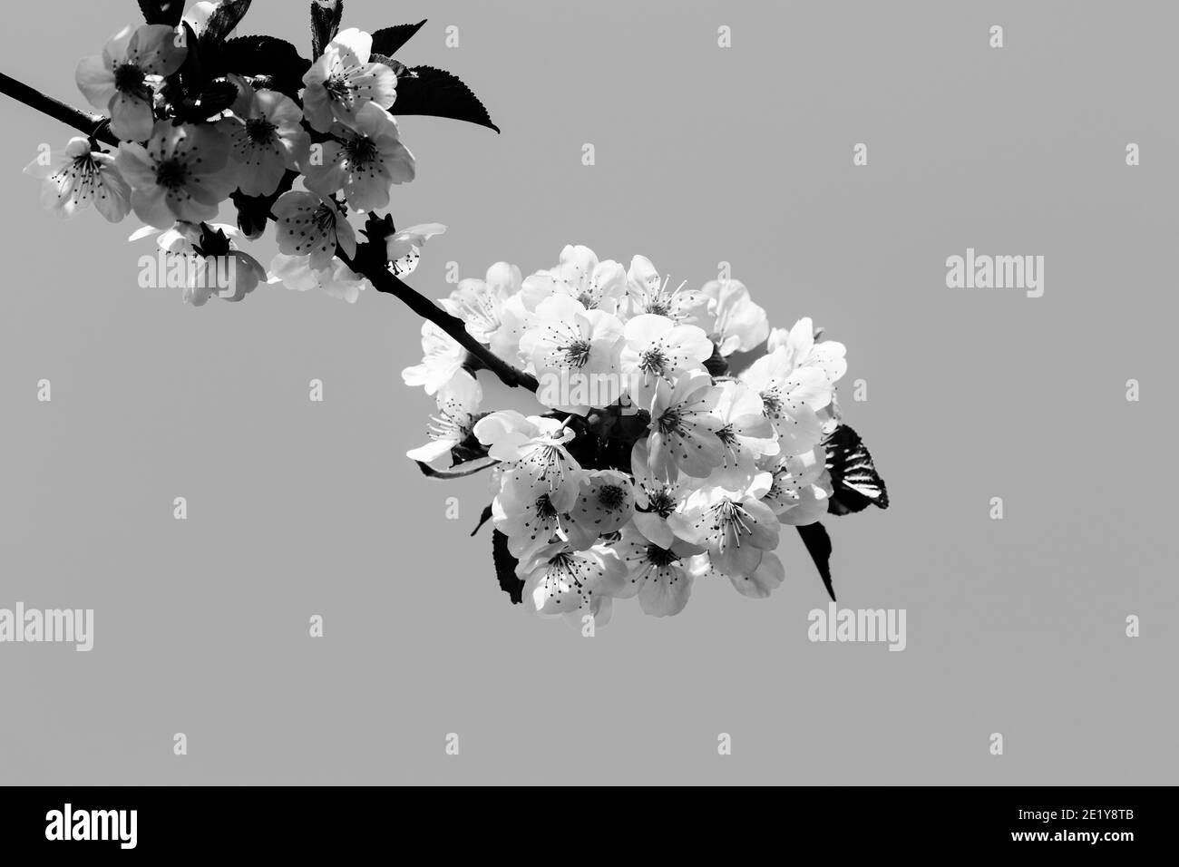 Sunlit blooming branches of fruit tree on sunny day and clear gray background. Flowering plant in the rose family Rosaceae, genus Prunus. Wild cherry. Stock Photo