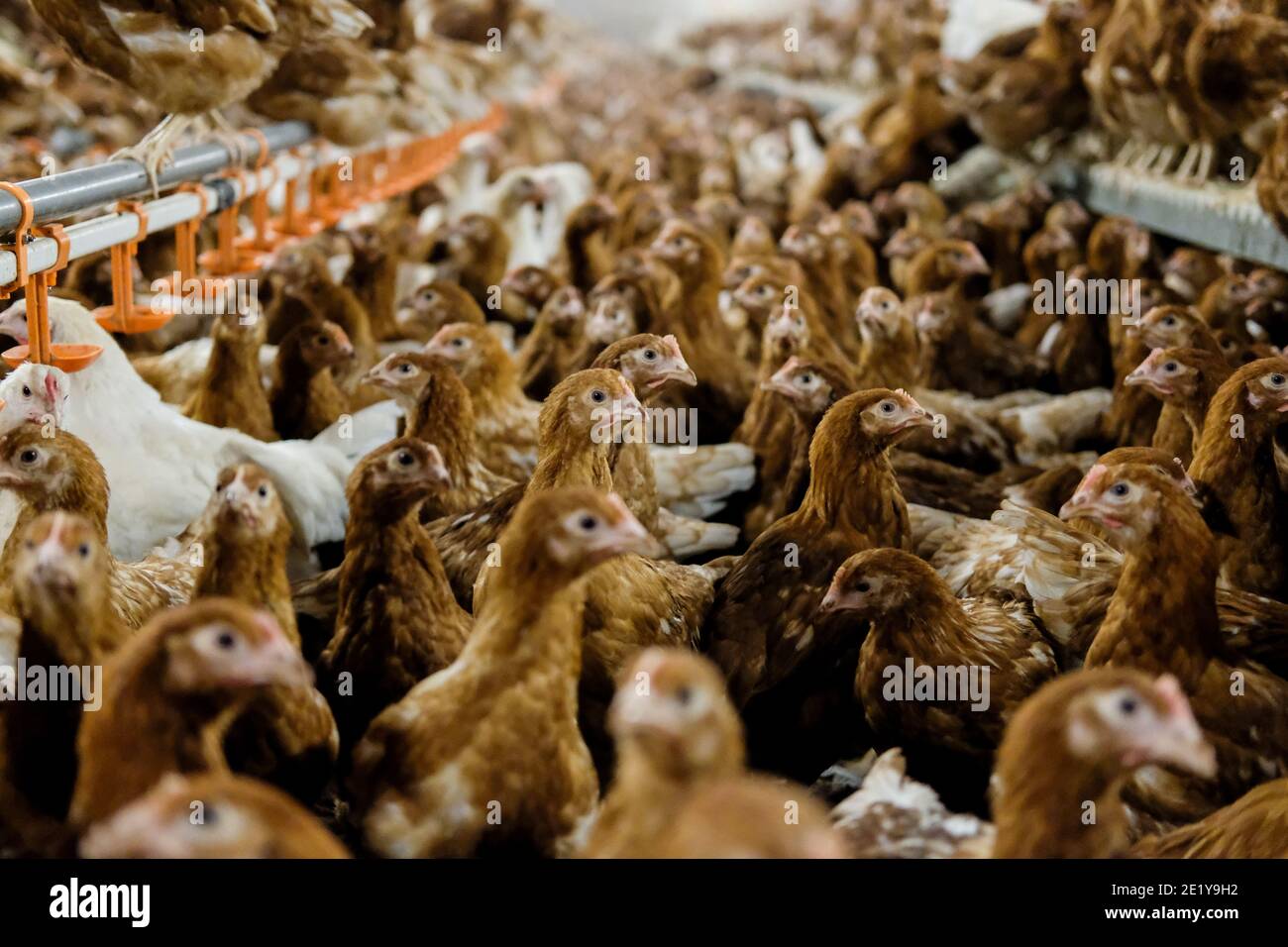 Free range laying hens inside a shed on a British farm in Yorkshire, UK. Stock Photo