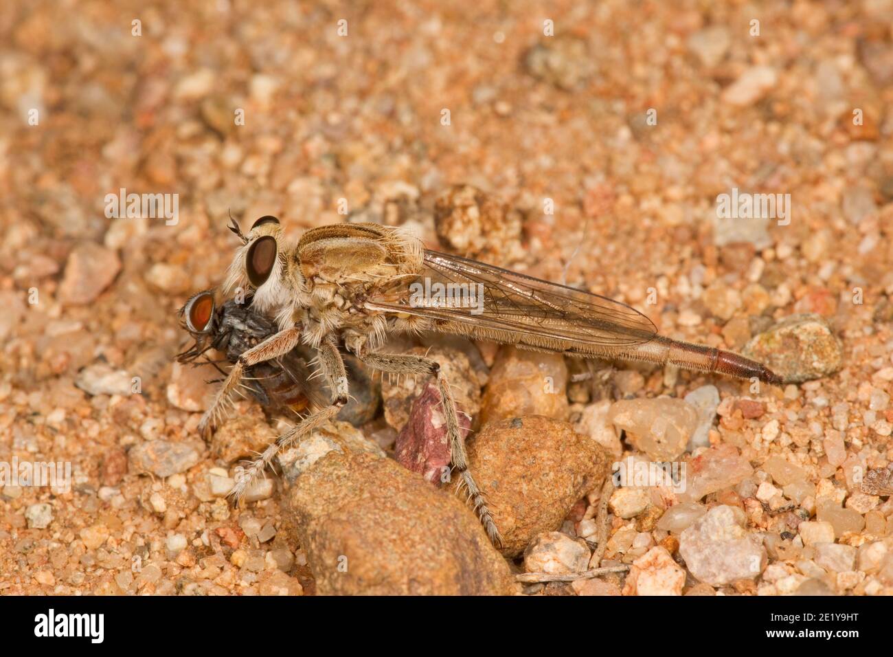 Robber Fly female, Proctacanthella exquisita, Asilidae. Feeding on fly. Stock Photo