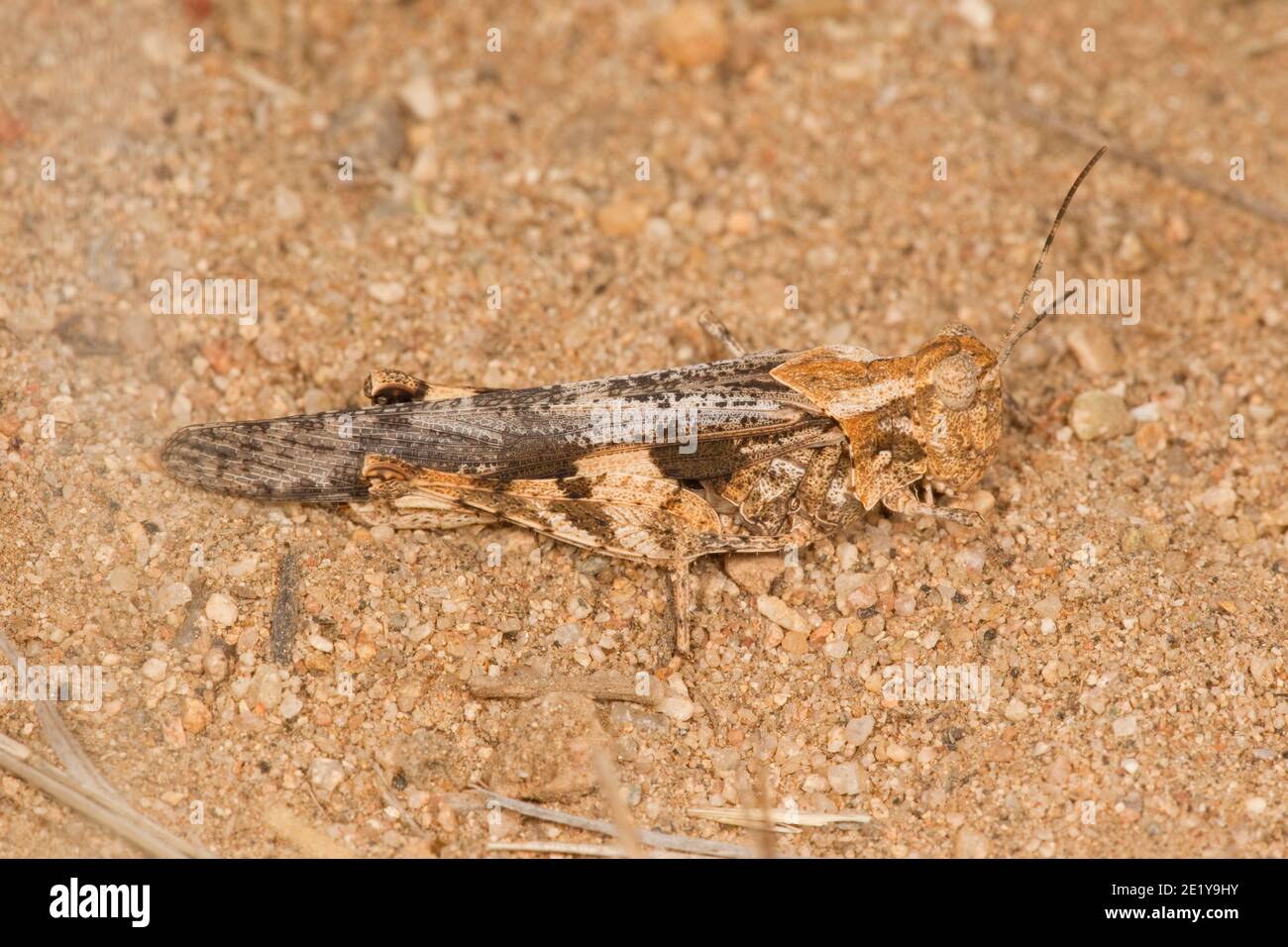 Ridged Grasshopper female, Conozoa carinata, Acrididae. Stock Photo