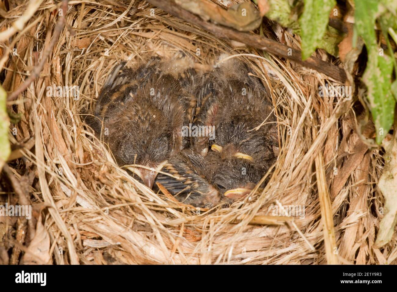 Red-faced Warbler nestlings, Cardellina rubrifrons. Stock Photo