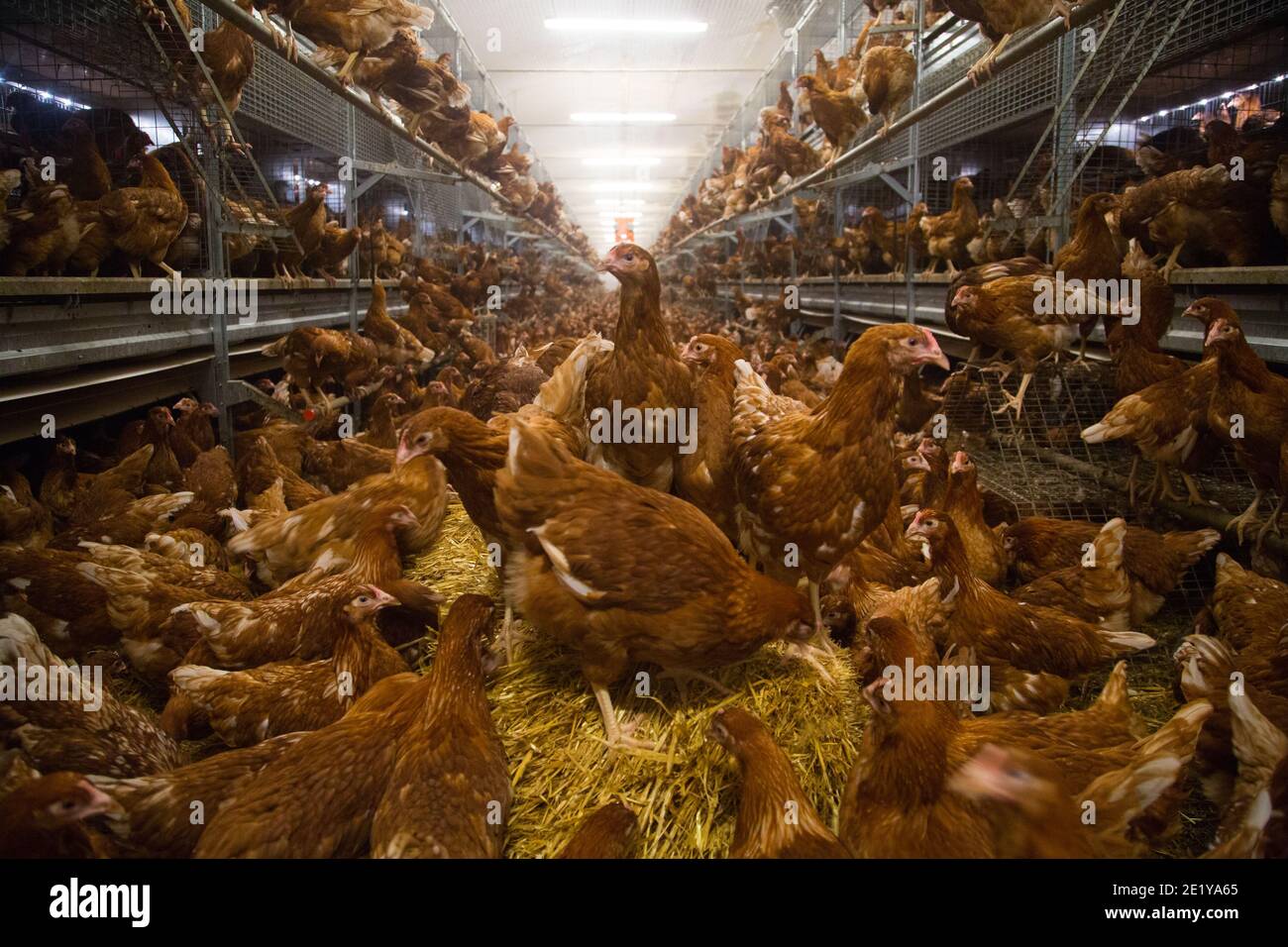 Free range laying hens inside a shed on a British farm in Shropshire, UK. Stock Photo