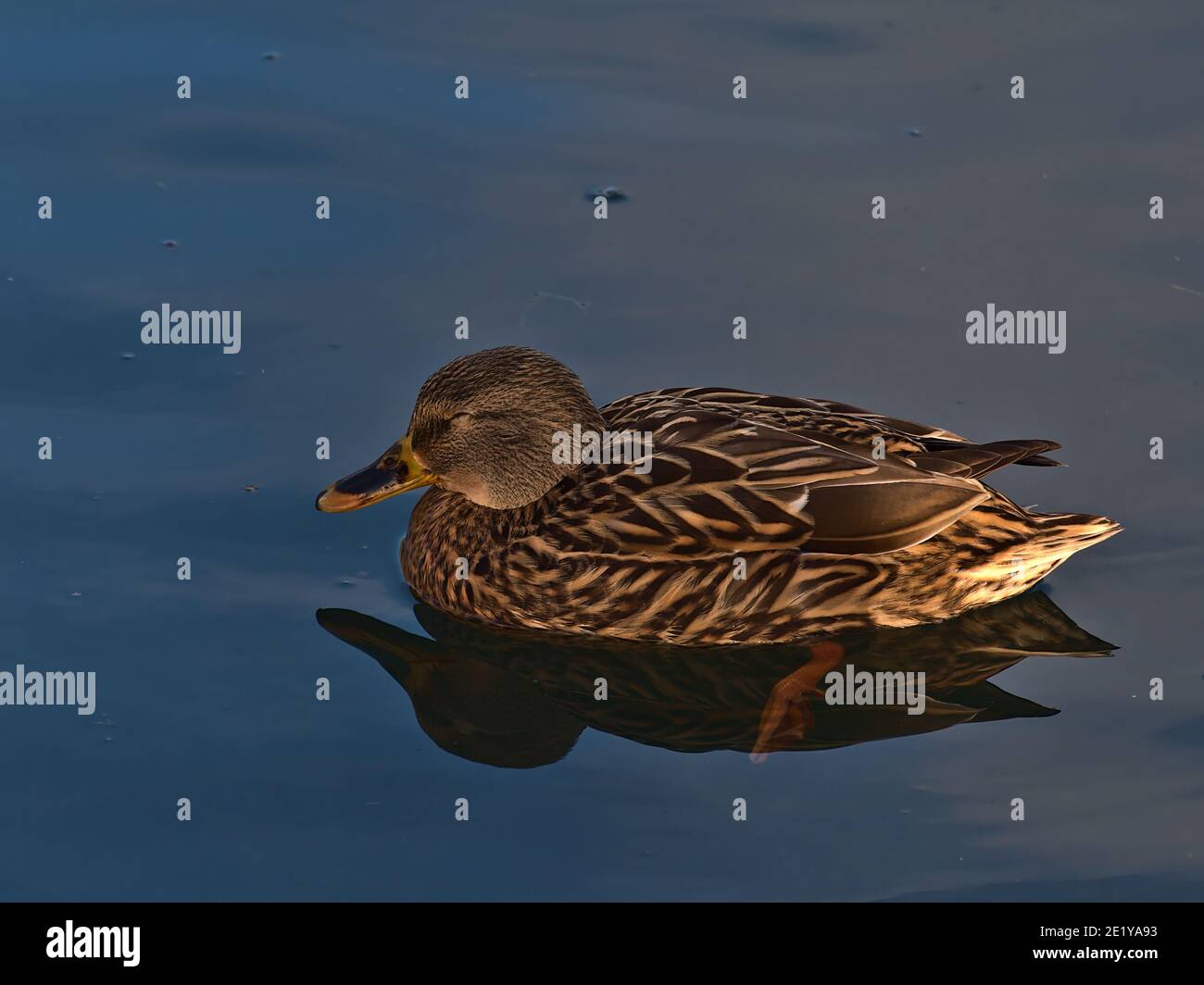 Female dabbling mallard duck (anas platyrhynchos) with beautiful brown plumage swimming in pond in park area in Sigmaringen, Germany with reflections. Stock Photo