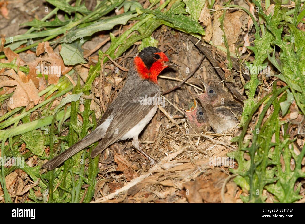 Red-faced Warbler, Cardellina rubrifrons, feeding nestlings. Stock Photo