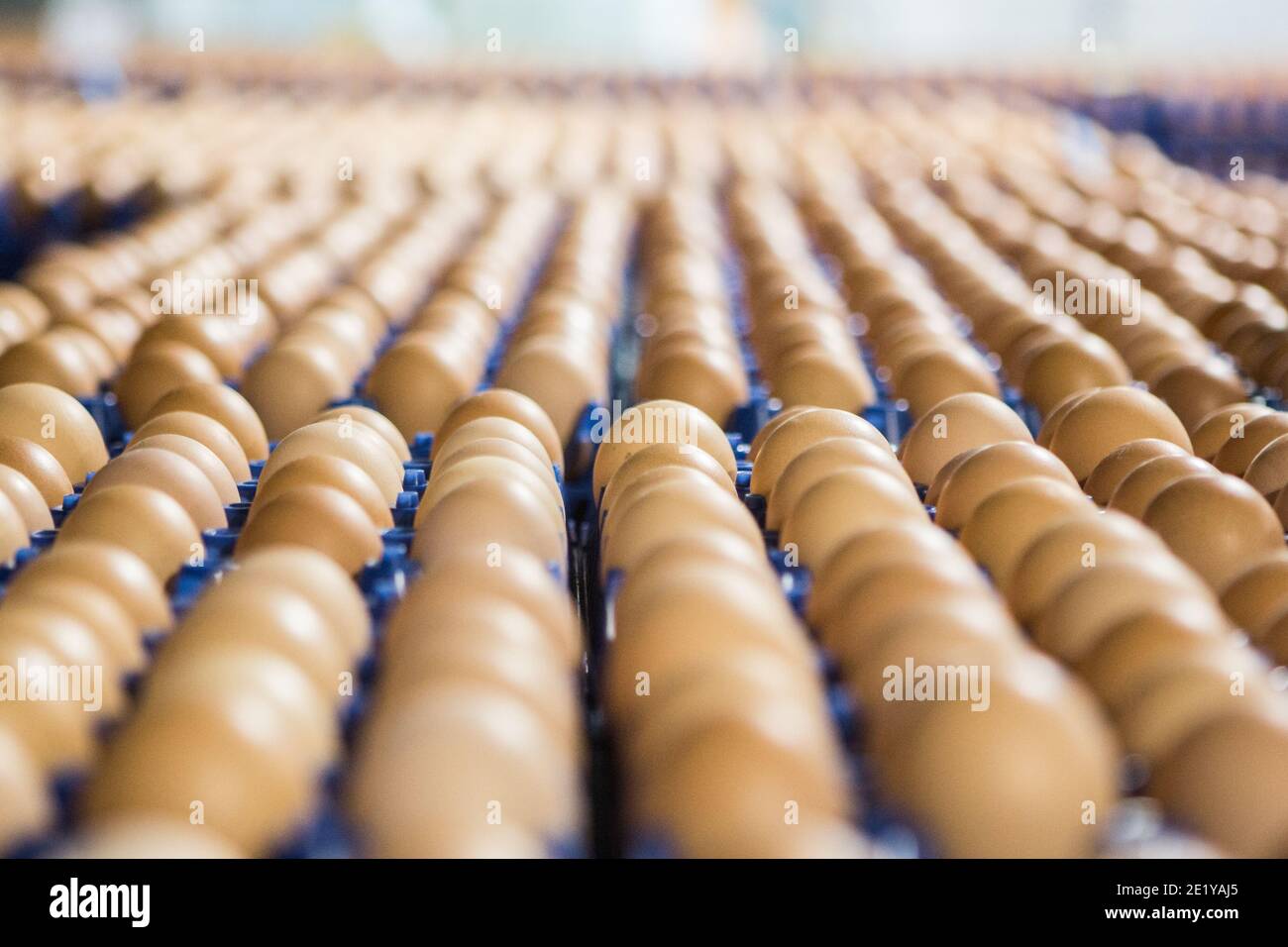 Free range eggs at a packing centre on a British farm in Scotland, UK. Stock Photo